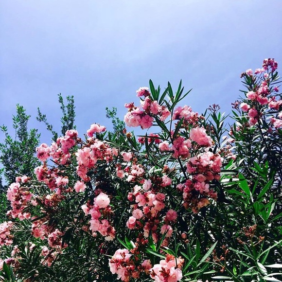 Meet your Posher, Nicole - Picture 1 of 1